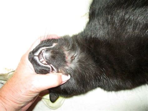 Cats are some of the graceful pets you can have, which is why it is quite painful for us when they suffer rodent ulcer. Natural Remedies for Rodent Ulcer | Natural cat litter ...