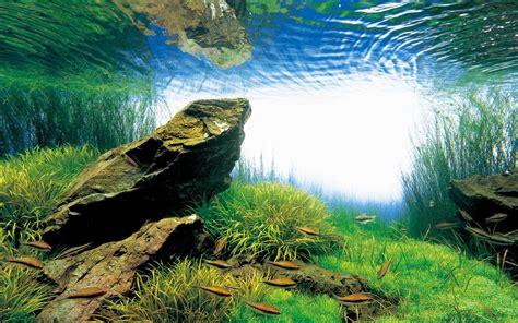 Stones Aqua Forest Aquarium Ada Usa Aqua Design Amano Nature
