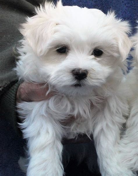 Maltese Mochi The Teacup Maltese 3450 Top Dog Puppies Woolner