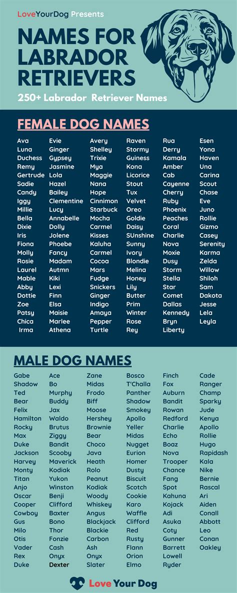 Many names are inspired by food and drinks. Labrador Dog Names: 250+ Names For Yellow, Black ...