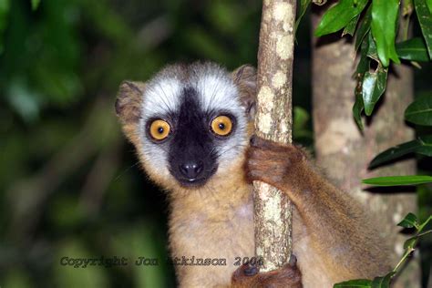 Julien ist der anführer, der sich stets als könig betrachtet und maurice (seinen berater und helfer) und mort (sowas wie sein haustier). The Lemurs of Madagascar