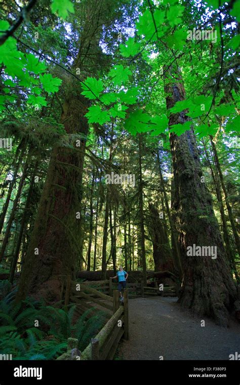 Cathedral Grove On Vancouver Island Bc Stock Photo Alamy