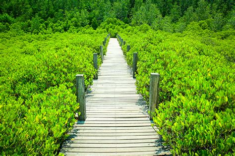 Free Images Mangrove Plant Green Tropical Forest Tree Landscape