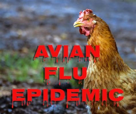 Understanding Avian Flu Symptoms In Chickens Prevention And Treatment