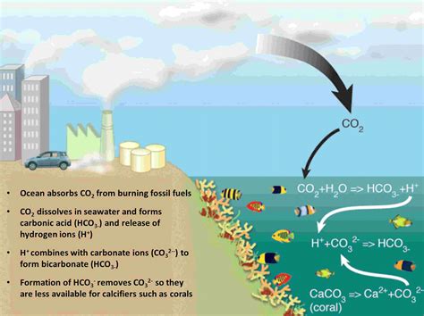 Andrea Chavarria Science Bp3 Ocean Acidification