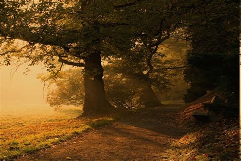 Nature Landscape Mist Sunrise Park Trees Path Grass