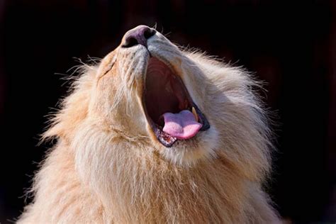 Cute Snapshots Of Yawning Animals