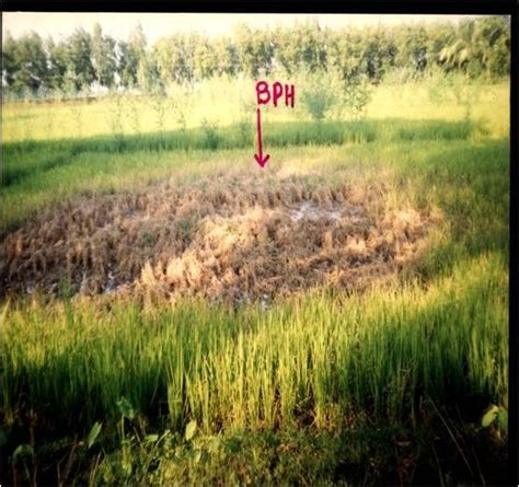 No significant yield loss due to pests. Brown plant hopper present on paddy rice leaf Fig.2. Brown ...
