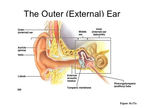 External And Middle Ear Diagram Quizlet