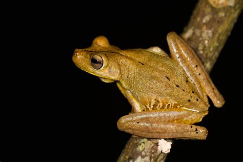 Gladiator Tree Frog Photograph By Jp Lawrence