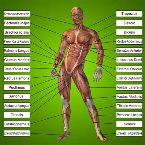 Anatomia Maschio Umana 3d Con I Muscoli Ed Il Testo Illustrazione Di Stock Illustrazione Di