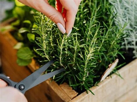 Why And How To Prune Herbs Everything About Pruning Herbs