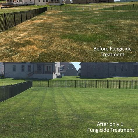 Zoysia Patch Turf Masters Lawn Care