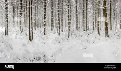 Norway Spruce Picea Abies Snow Covered Spruce Forest Ardennes Stock