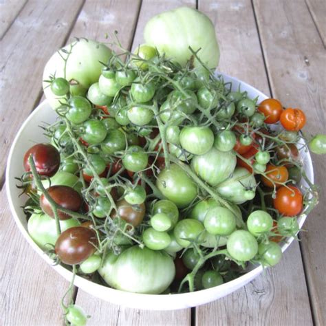 Best Heirloom Tomato Varieties Crafty For Home