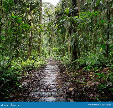 Wooden Trail In The Amazon Rain Forest Of Colombia Stock Image Image
