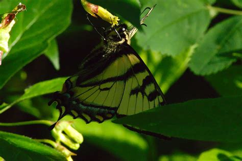 Canadian Tiger Swallowtail Papilio Canadensis Adult Ma Flickr