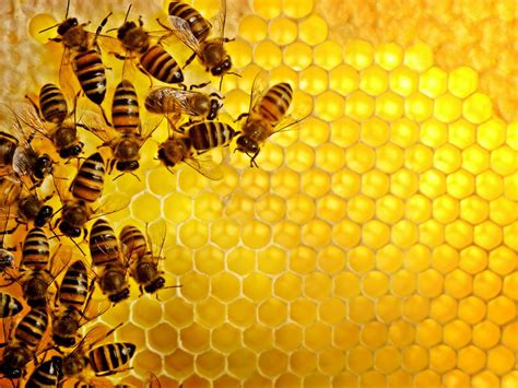 Amazing Facts About Honey Bees - Wow Amazing