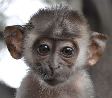 Baby With Big Ears Baby Monkey Baby Monkey Pet Monkey Pictures