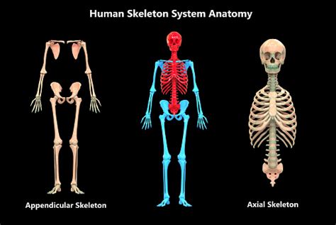 Human Skeleton System Appendicular And Axial Skeleton Anatomy Stock