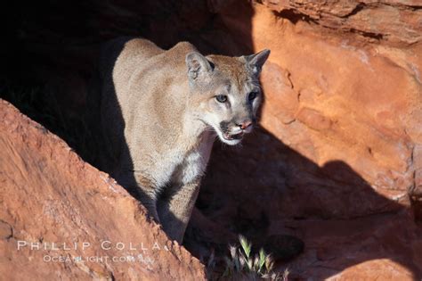 Mountain Lion Puma Concolor 12334 Natural History Photography