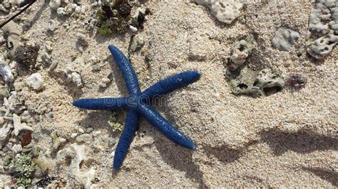 Blue Starfish Stock Photo Image Of Shells Caledonia 71380442