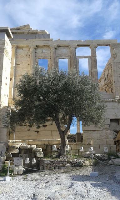 10 Ancient Greeks Myths About 10 Ancient Greek Trees Greeker Than The Greeks