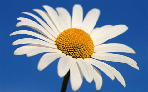Free Download Glowing White Daisy Wallpapers Hd Wallpapers 2560x1600
