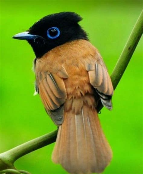 Asian Paradise Flycatcher Birds Pretty Birds Beautiful Birds