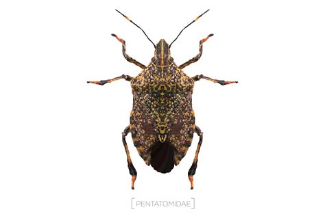 Stink Bugs Png Hd Isolated Png Mart