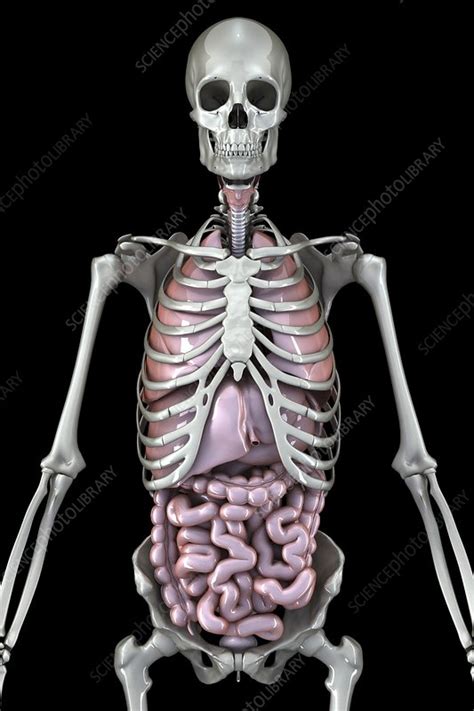 Skeleton And Internal Organs Artwork Stock Image C0201752