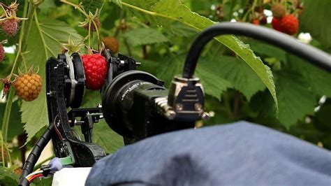 Robotic Raspberry Harvester Rolls Out In The Uk Growing Produce