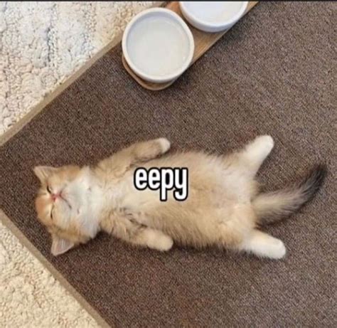 Eepy Eepy Eepy Silly Memes Fb Memes Funny Memes Silly Cats Pictures