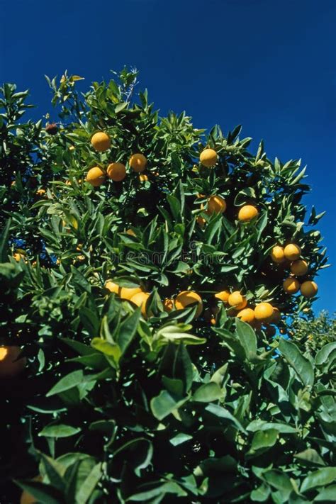 Orange Tree Stock Image Image Of California Garden 33060029