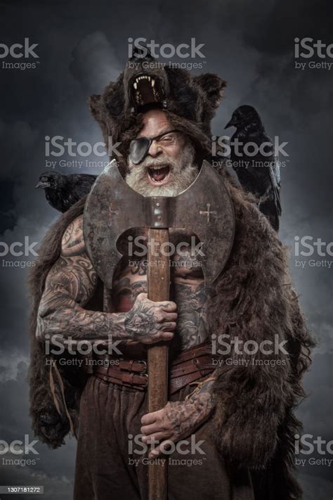 Senior Viking Prajurit Berserker Di Kulit Beruang Di Studio Ditembak