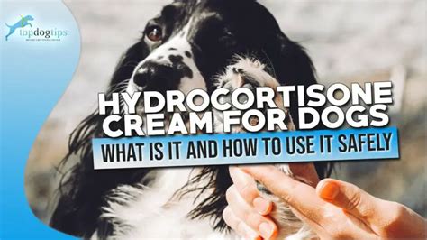 Is It Safe To Use Cortisone Cream On Dogs Zoonerdy