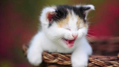 Cute Cat Happy Eyebleach