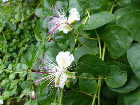 La dipladenia, una pianta rampicante fiorita, dai bellissimi fiori bianchi e verdi. Pianta del cappero: per dare spettacolo sul balcone (con ...