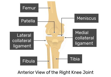 Patella Bone Anterior And Posterior Views