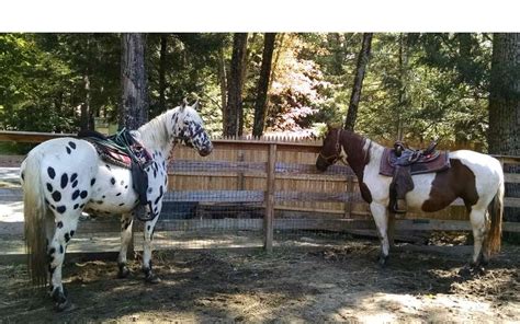 Ruggieros Public Horseback Riding At The Painted Pony Ranch Minutes