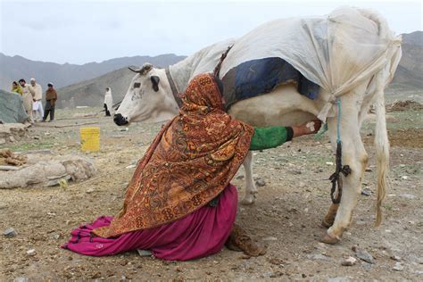 A Kuchi Woman Une Kuchi A Kuchi Woman Milks A Cow Outsid Flickr