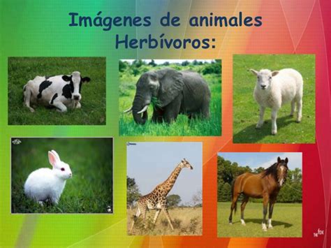 Animales Herbívoros Lista Características Y Curiosidades