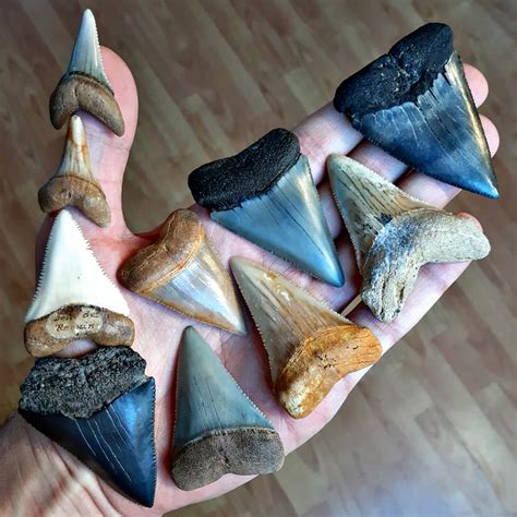 Some Fossilized Great White Shark Teeth From The Entire World 🌍🦈 R