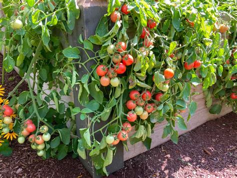 Grow Tomatoes In Raised Beds Everything You Need To Know Tomato Bible