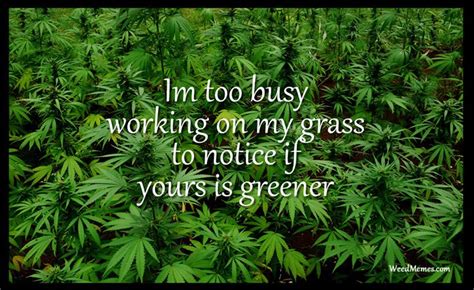 Maybe you would like to learn more about one of these? Busy Working My Grass To Notice Yours Greener Weed Quote