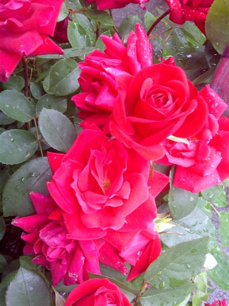 June Flower Of The Month Rose Frans Flowers