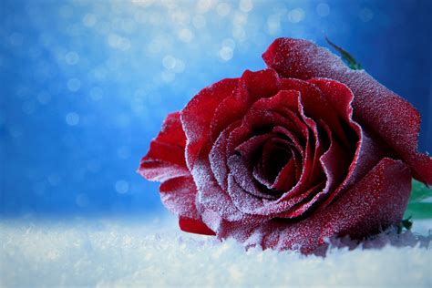 Bokeh Ice Red Rose Rose Snow Wallpaper Resolution4500x3000 Id
