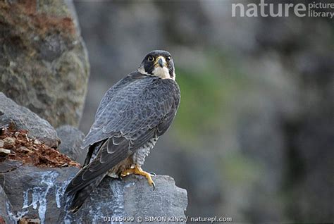 Stock Photo Of Female Peregrine On A Rock Uk Available For Sale On