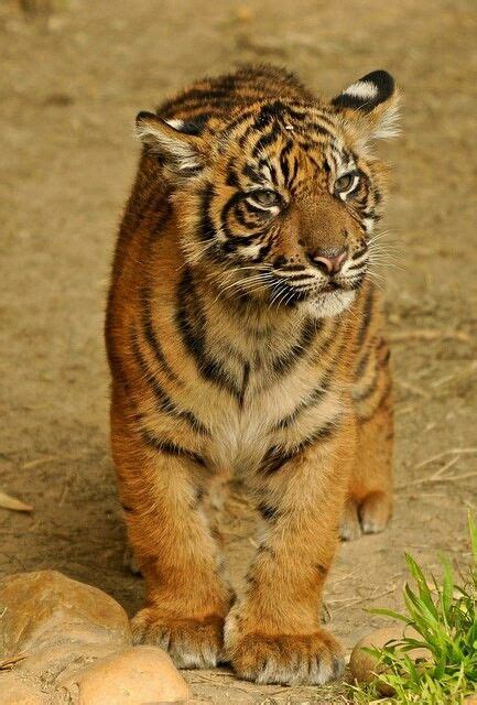 Pin By Kirstie Anderson On Animal Bosses Sumatran Tiger