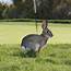 VIDEO Two Bunnies Have A Ninja Fight On The Golf Course